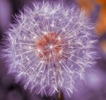 Meriel Flux - Dandelion