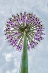 Miggy Wild - From The Ground Up, Allium