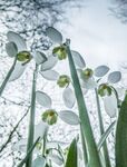 Miggy Wild - From The Ground Up, Snowdrops