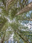 Miggy Wild - From The Ground Up, Trees