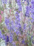 Miggy Wild - Pastel Delphiniums