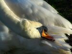 Miggy Wild - Sunlight Swans