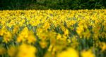 Neil Grantham - A Host of Golden Daffodils
