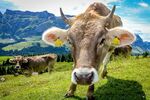 Nicky Westwood - An Inquisitive Alpine Cow
