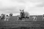 Paul Friend - Spring Lambs