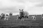 Paul Friend - Spring Lambs