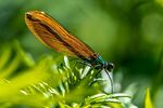Richard Broadbent - Beautiful Demoiselle