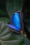 Courtney Killpack - Blue butterfly