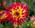 Lindsey Smith - 'Starburst'