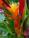 Martyn Pearse - Colourful plant