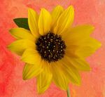 Nick Hardwick - Sunflower