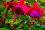 Nicky Westwood - Fuschia at Sezincote Gardens
