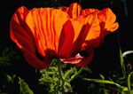 Paul Brewerton - Sunlight Through a Poppy
