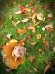 Paul Honigmann - Shroom-p