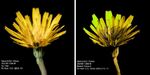 Andrew Dayer - Hawksbeard Visible & UV