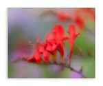 John Cavana - crocosmia