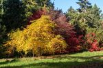 Lindsey Smith - 'Autumn at Batsford'