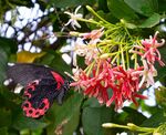 Martyn Pearse - Butterfly black & red