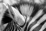 Black and white at its best!