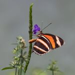 Nick Hardwick - Brilliant Butterfly