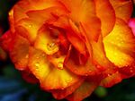 Paul Brewerton - Vibrant Begonia.