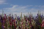Paul Friend - Flower Fields