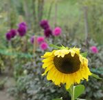 Paul Honigmann - Sunflower
