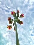 Miggy Wild - Flower