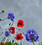 Miggy Wild - Poppies