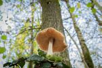 Nick Hardwick - Magic Mushroom