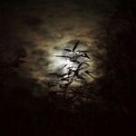 Paul Friend - Frozen in the Moonlight