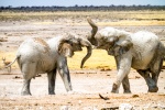 Heading for a fight!