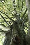 Paul Honigmann - tree