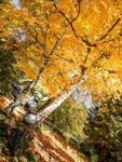 Maureen Robinson - Finding Foo in Golden Fall