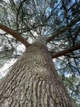 Neil Grantham - Barking up the tree