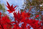 Paul Friend - Autumn Colour
