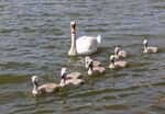 Nick Hardwick - Boddington swans