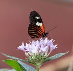 Nick Hardwick - Butterfly-27