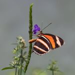 Nick Hardwick - Butterfly-35