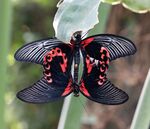 Nick Hardwick - Butterfly-38