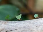 Nick Hardwick - Leaf Cutter Ants-2-Enhanced