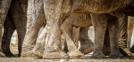 How many feet?