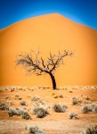 Namibia sand dune and tree