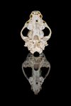 Andrew Dayer - Badger Skull
