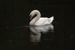 Lindsey Smith - Mute Swan
