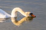 Richard Broadbent - Reflections