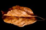 Jim Muller - Reflected leaf