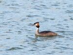 Colin Lamb - Great crested grebe 3