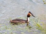 Colin Lamb - Great crested grebe 5