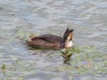 Colin Lamb - Great crested grebe 6